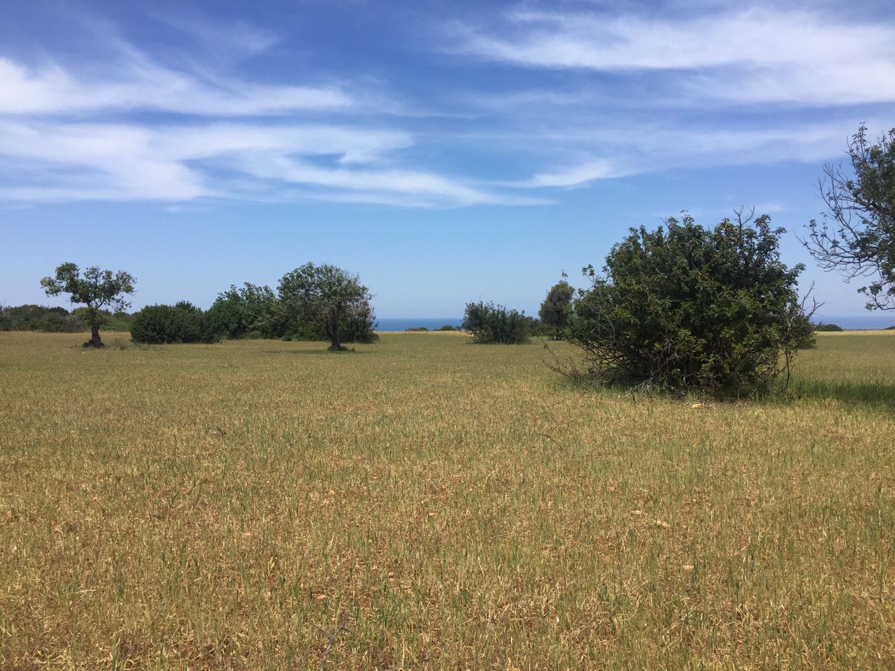 Investment Land in Esentepe